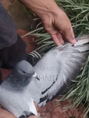 Blue Bar Racing Pigeon