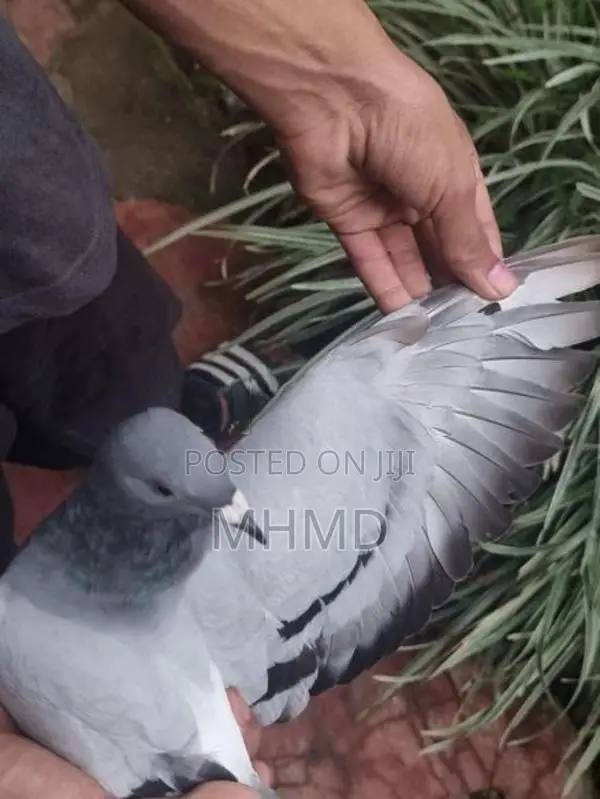 Blue Bar Racing Pigeon