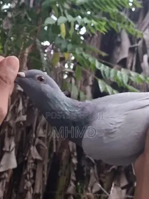 Blue Bar Racing Pigeon