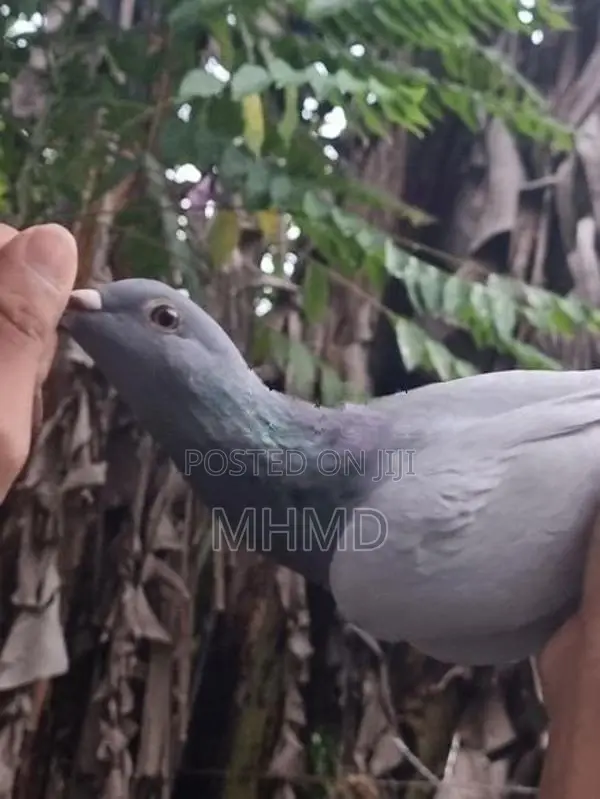 Blue Bar Racing Pigeon