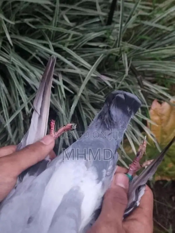 Blue Bar Racing Pigeon