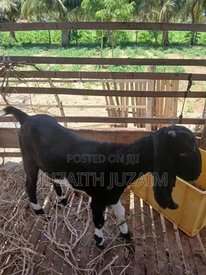 Farm Goat