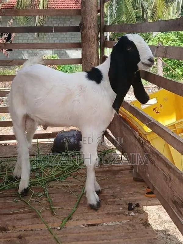Farm Goat