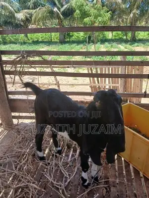 Farm Goat