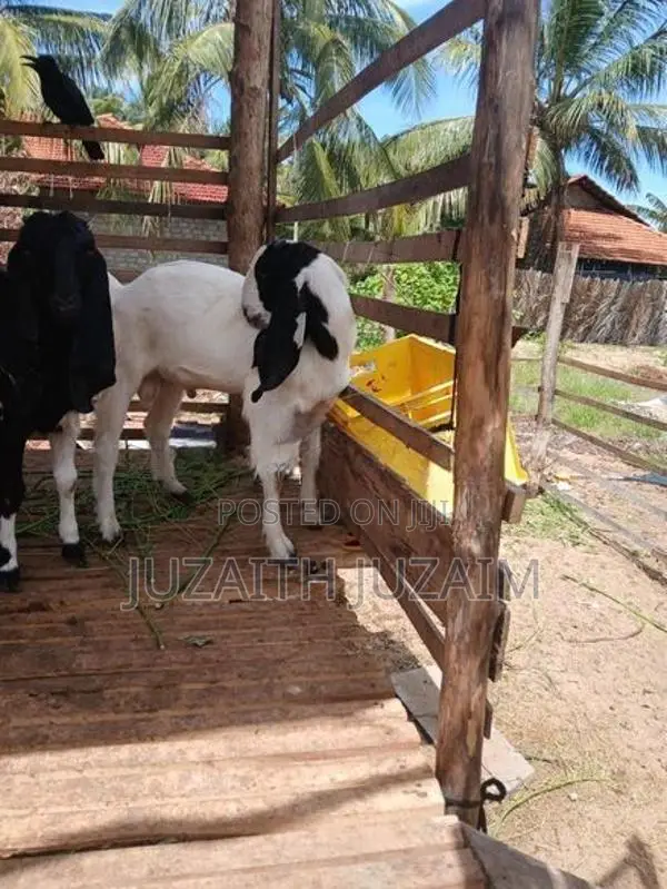 Farm Goat