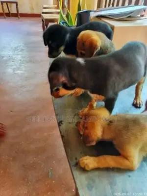 Doberman Cross Puppies
