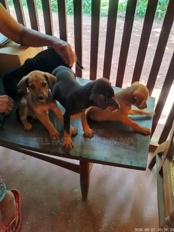 Doberman Cross Puppies