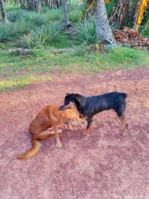 Doberman Cross Puppies
