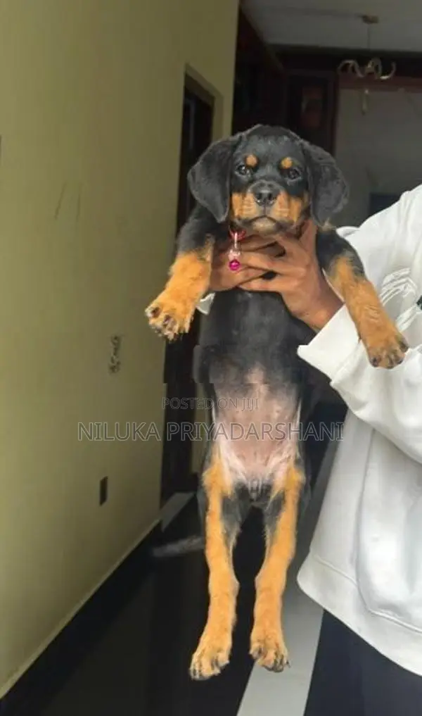 Rottweiler Puppy