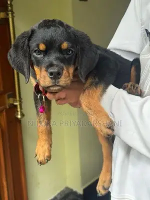 Rottweiler Puppy