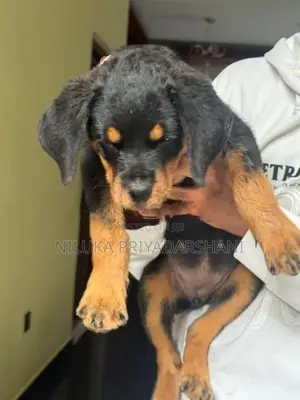 Rottweiler Puppy