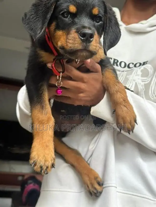 Rottweiler Puppy