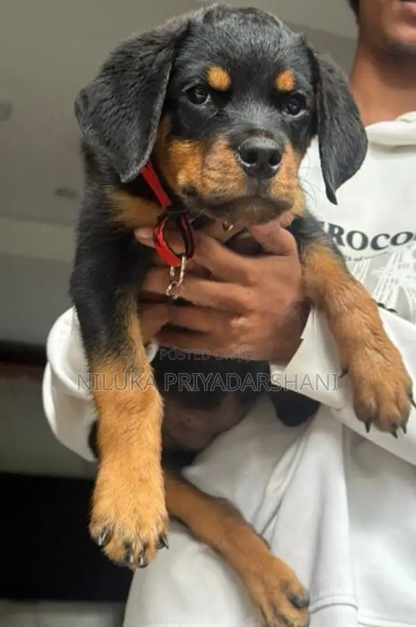Rottweiler Puppy