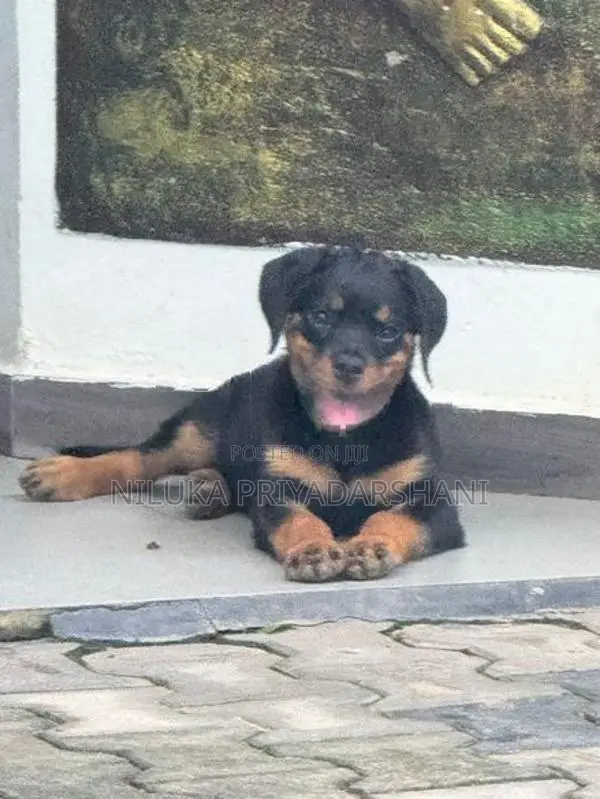 Rottweiler Puppy