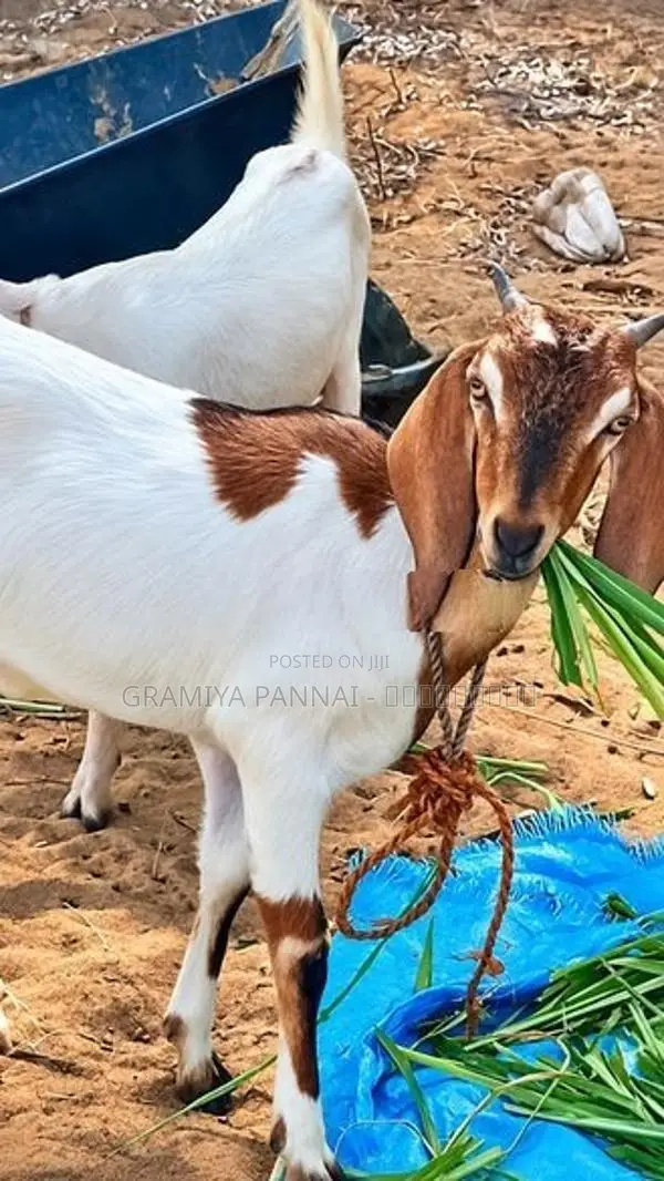 Farm Goats