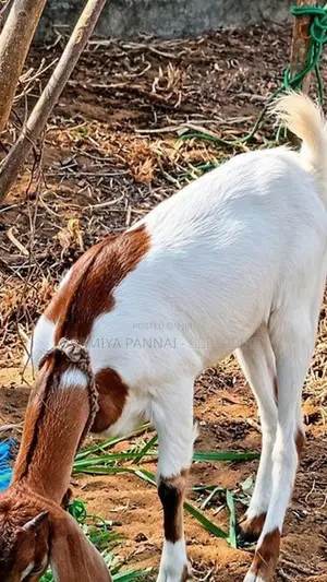 Farm Goats