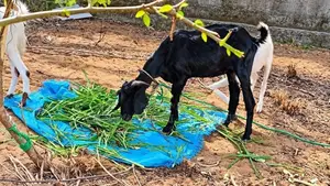 Farm Goats