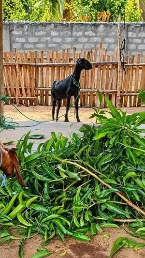 Farm Goats