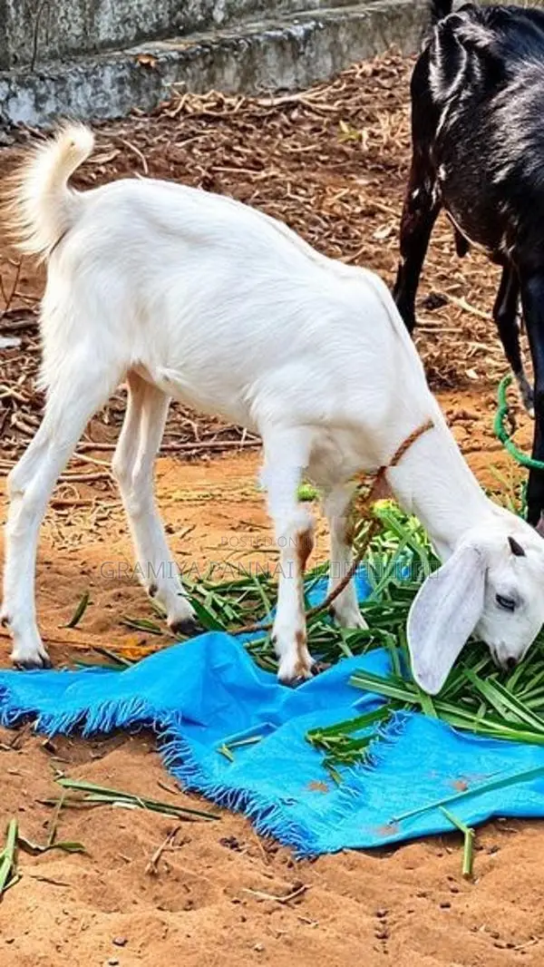 Farm Goats