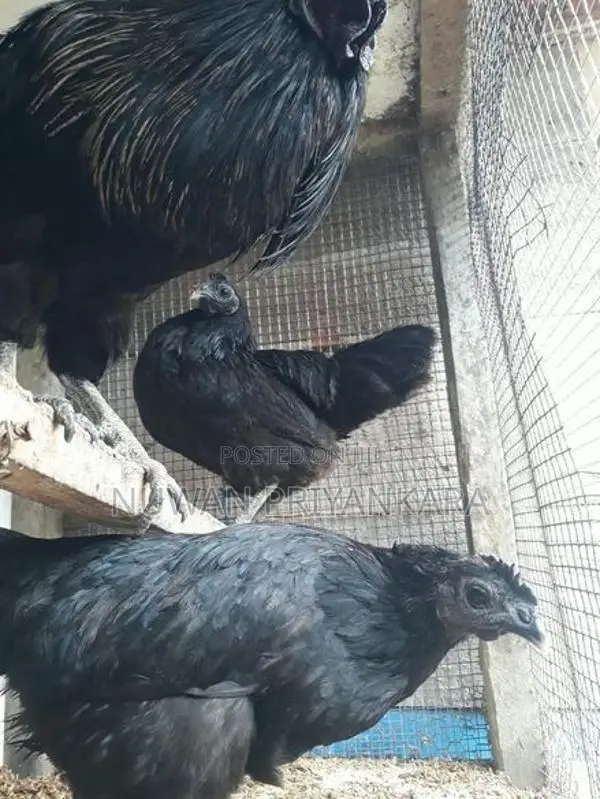 Kadaknath Chicken Set