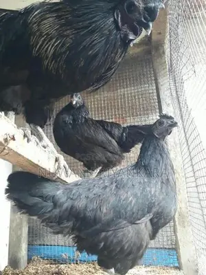 Kadaknath Chicken Set