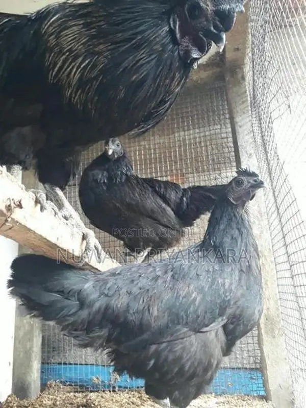 Kadaknath Chicken Set