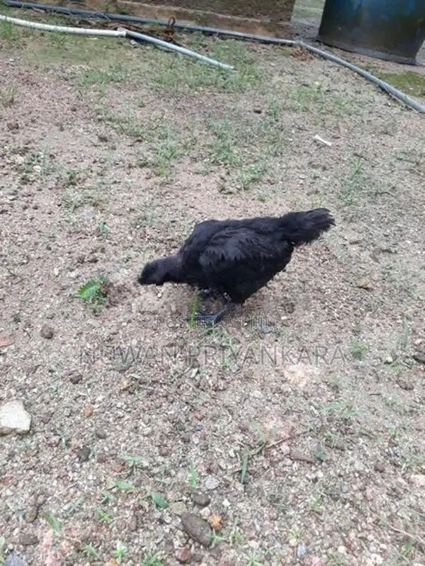 Kadaknath Chicken Set