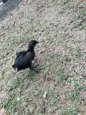 Kadaknath Chicken Set