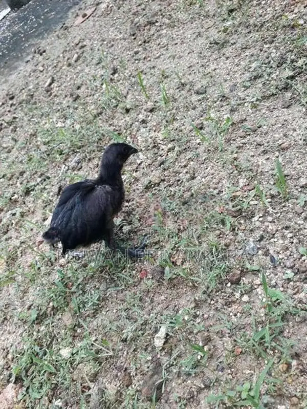 Kadaknath Chicken Set