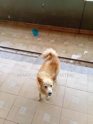 Japanese Spitz dog