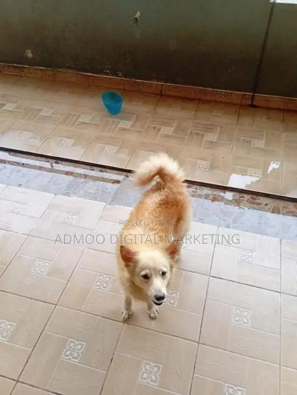 Japanese Spitz dog