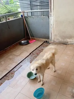 Japanese Spitz dog