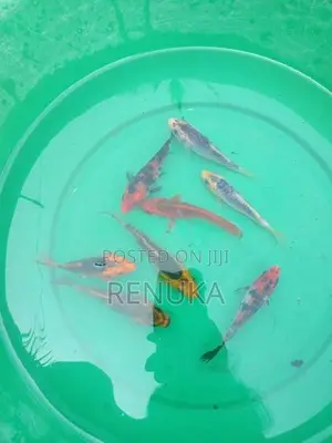 Koi Carp