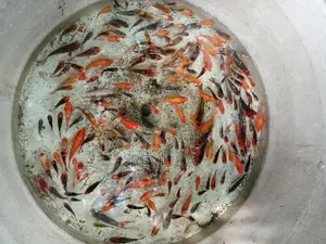 Koi Carp
