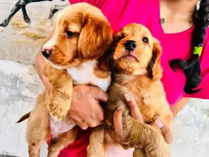 Spaniel Puppies