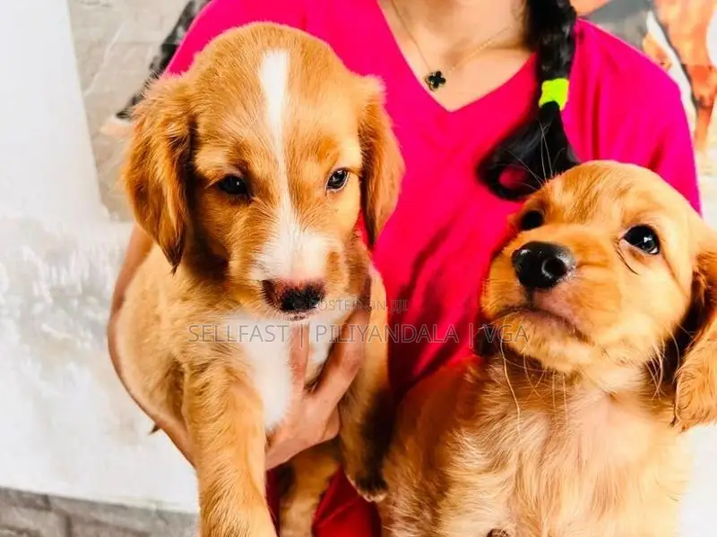 Spaniel Puppies