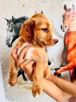 Spaniel Puppies