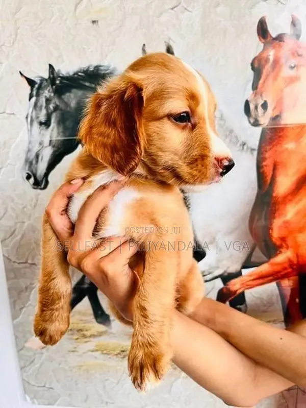 Spaniel Puppies