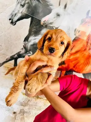 Spaniel Puppies