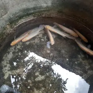 Giant Gurami Fish