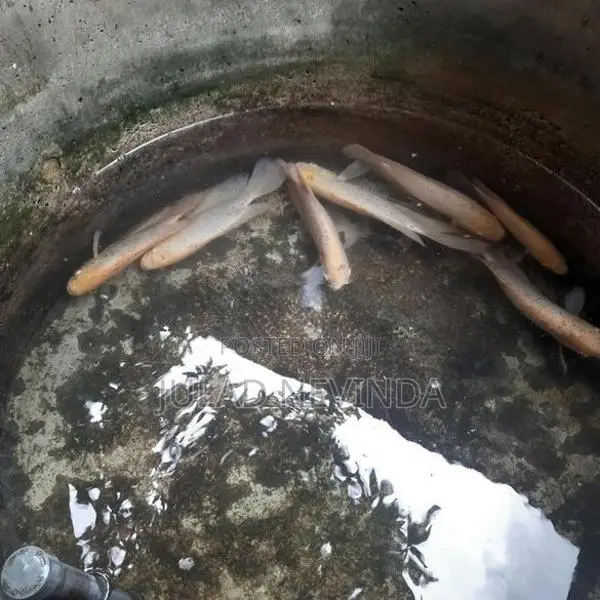 Giant Gurami Fish