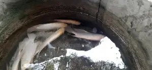 Giant Gurami Fish