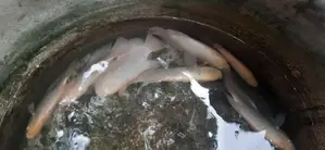 Giant Gurami Fish