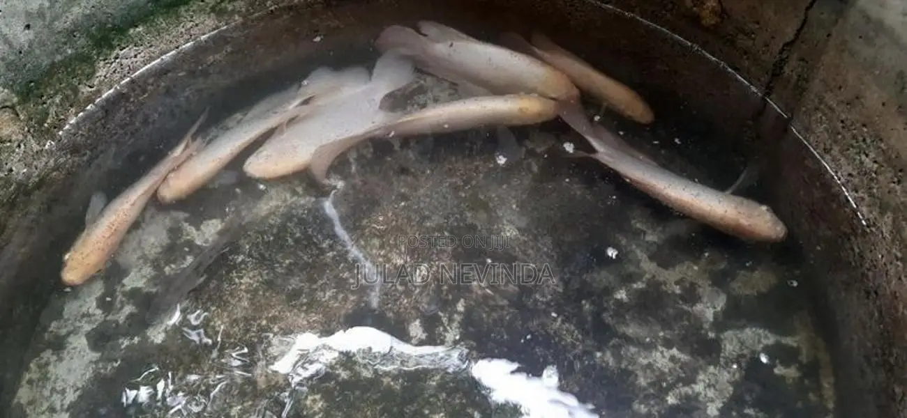 Giant Gurami Fish