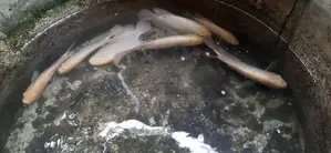 Giant Gurami Fish