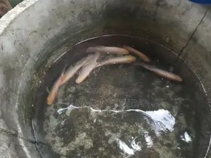Giant Gurami Fish