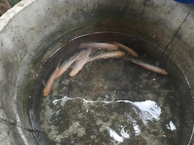 Giant Gurami Fish