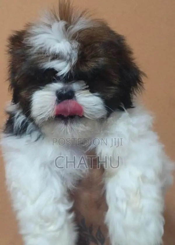 Shih Tzu Puppies