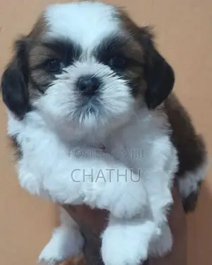 Shih Tzu Puppies