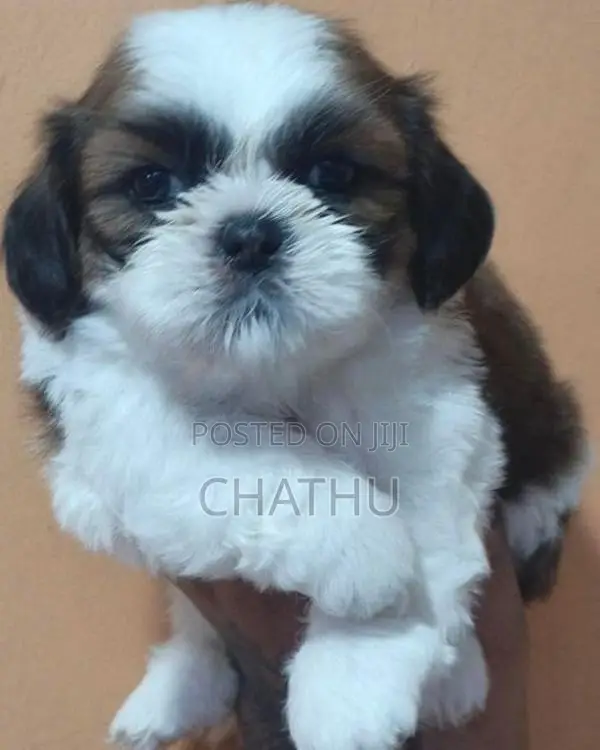 Shih Tzu Puppies